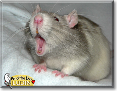 Ludin, the Pet of the Day Ludin, the Pet of the Day