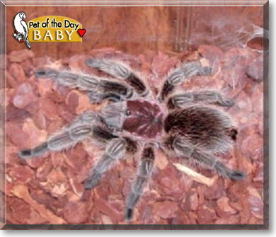 Baby, the Pet of the Day