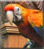 Bowie