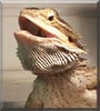 Draco