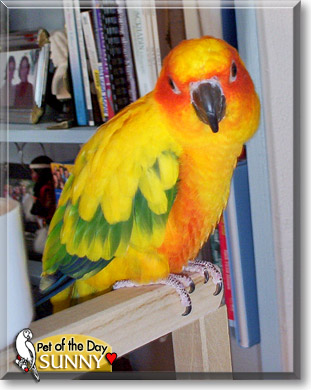 Sunny, the Pet of the Day
