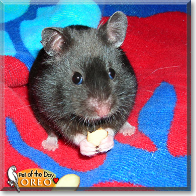 Oreo, the Pet of the Day