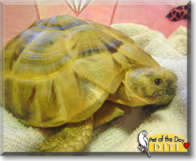 Diti, the Pet of the Day