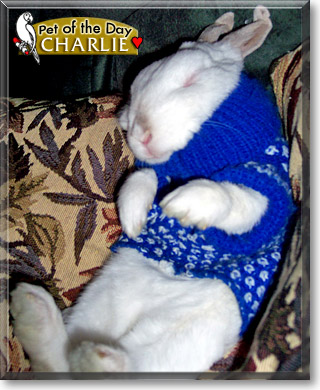 Charlie, the Pet of the Day