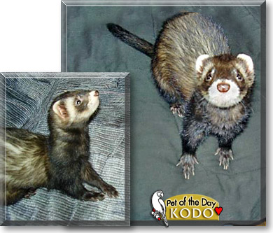Kodo, the Pet of the Day