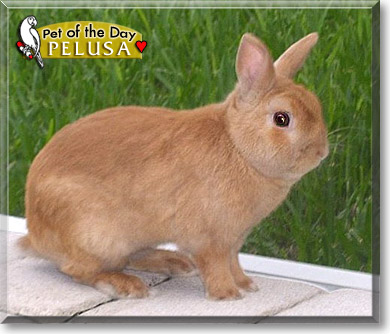 Pelusa, the Pet of the Day