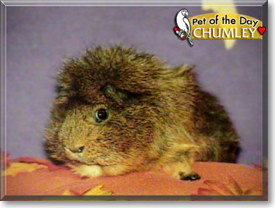 Chumley, the Pet of the Day