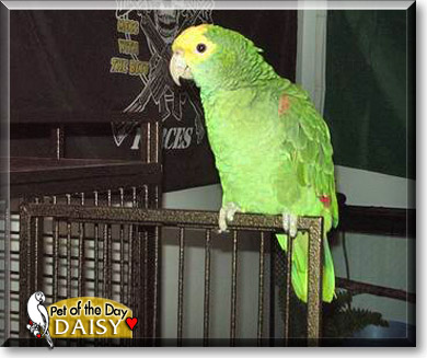 Daisy, the Pet of the Day