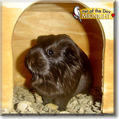 Midnight, the Pet of the Day