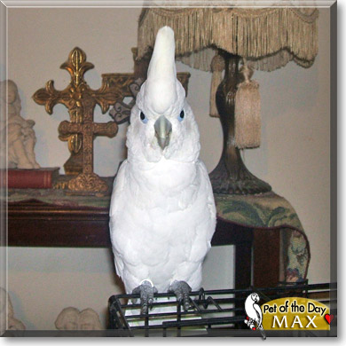 Max Ray, the Pet of the Day Max Ray, the Pet of the Day