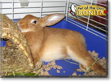 Bonita, the Pet of the Day