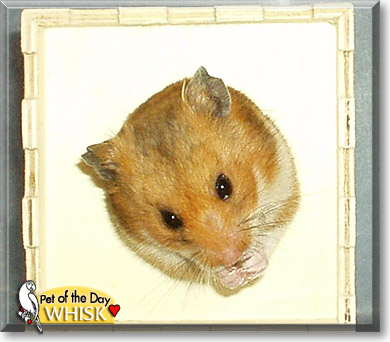 Whisk, the Pet of the Day Whisk, the Pet of the Day