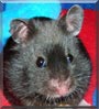 Oreo