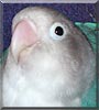 Petrie