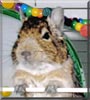 Degu Daddy