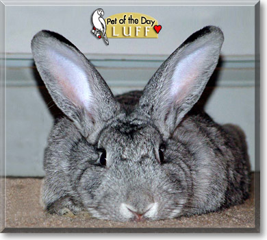 Luff, the Pet of the Day