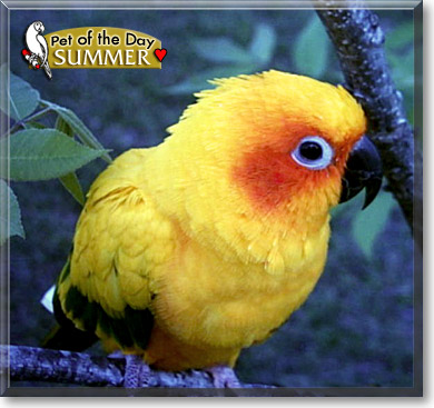 Summer, the Pet of the Day