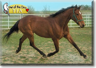 Tia, the Pet of the Day