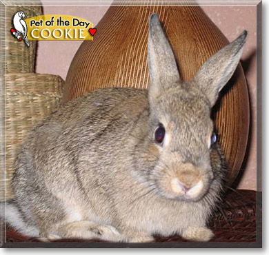 Cookie, the Pet of the Day Cookie, the Pet of the Day