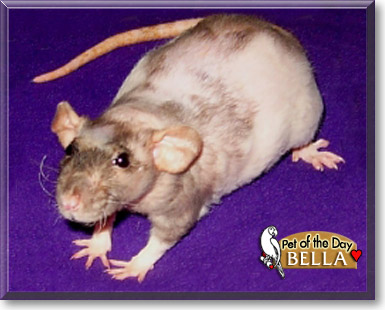 Bella, the Pet of the Day
