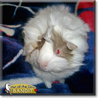 Bandit, the Pet of the Day