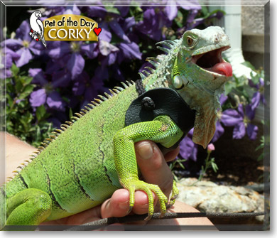 Corky, the Pet of the Day