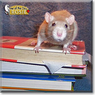 Rosie, the Pet of the Day Rosie, the Pet of the Day
