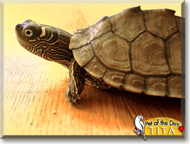 Rosie, the Pet of the Day Tita, the Pet of the Day