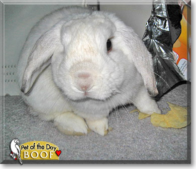 Boof, the Pet of the Day Boof, the Pet of the Day