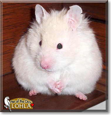 Lohla, the Pet of the Day Lohla, the Pet of the Day