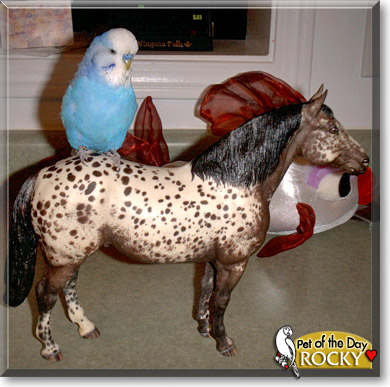 Rocky, the Pet of the Day Rocky, the Pet of the Day