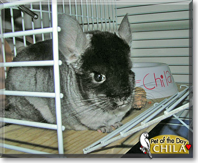 Chila, the Pet of the Day Chila, the Pet of the Day