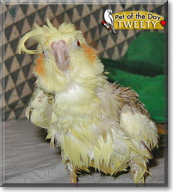 Tweety, the Pet of the Day