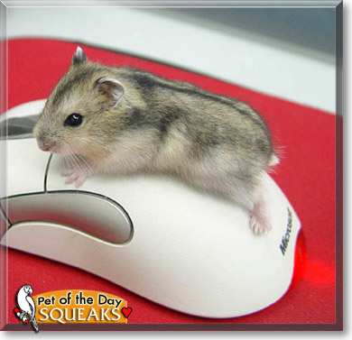 Squeaks, the Pet of the Day Squeaks, the Pet of the Day