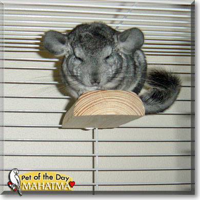 Mahatma, the Pet of the Day Mahatma, the Pet of the Day
