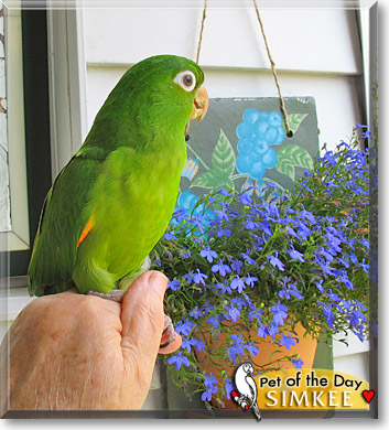 Simkee, the Pet of the Day Simkee, the Pet of the Day