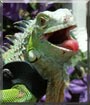 Corky