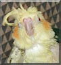 Tweety