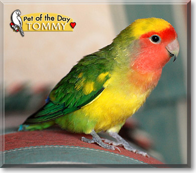 Tommy, the Pet of the Day Tommy, the Pet of the Day