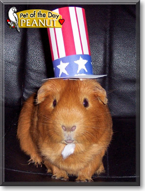 Peanut, the Pet of the Day Peanut, the Pet of the Day