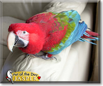 Jasper, the Pet of the Day