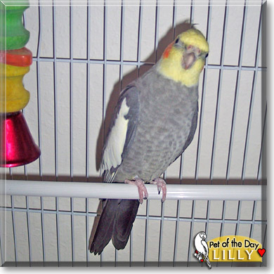 Lilly, the Pet of the Day Lilly, the Pet of the Day