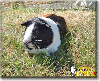 Emily, the Pet of the Day Emily, the Pet of the Day