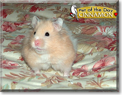 Cinnamon, the Pet of the Day