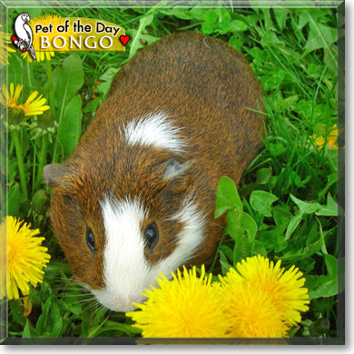 Bongo, the Pet of the Day