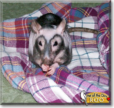 Roo, the Pet of the Day
