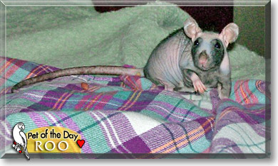 Roo, the Pet of the Day