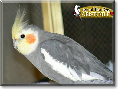 Timothy, the Pet of the Day