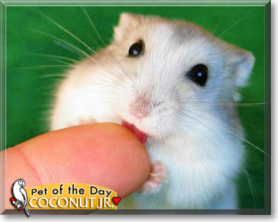 Coconut Jr., the Pet of the Day