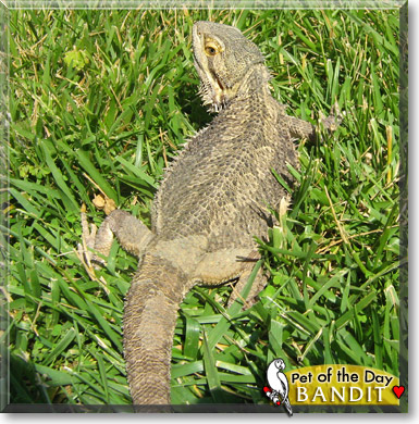 Bandit, the Pet of the Day